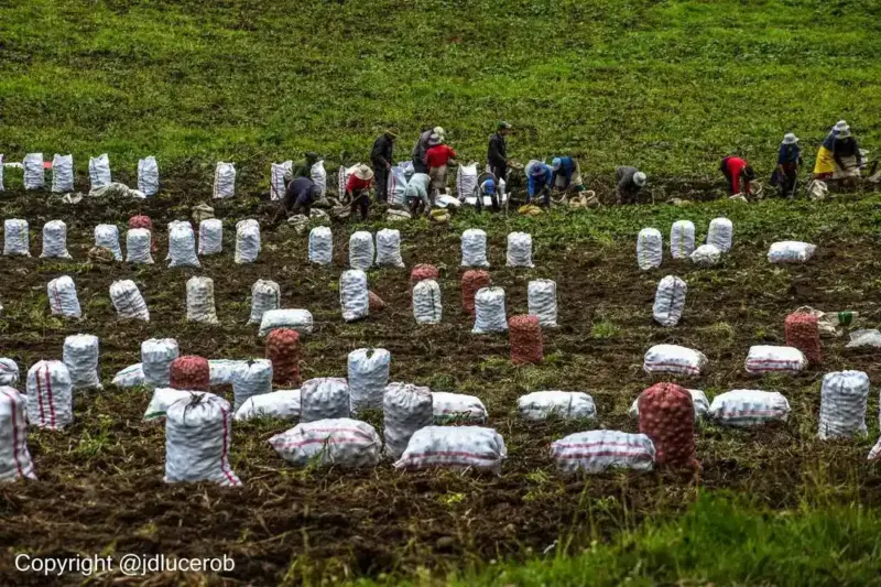 Campesinos cultivando papa en Pupiales, Nariño.